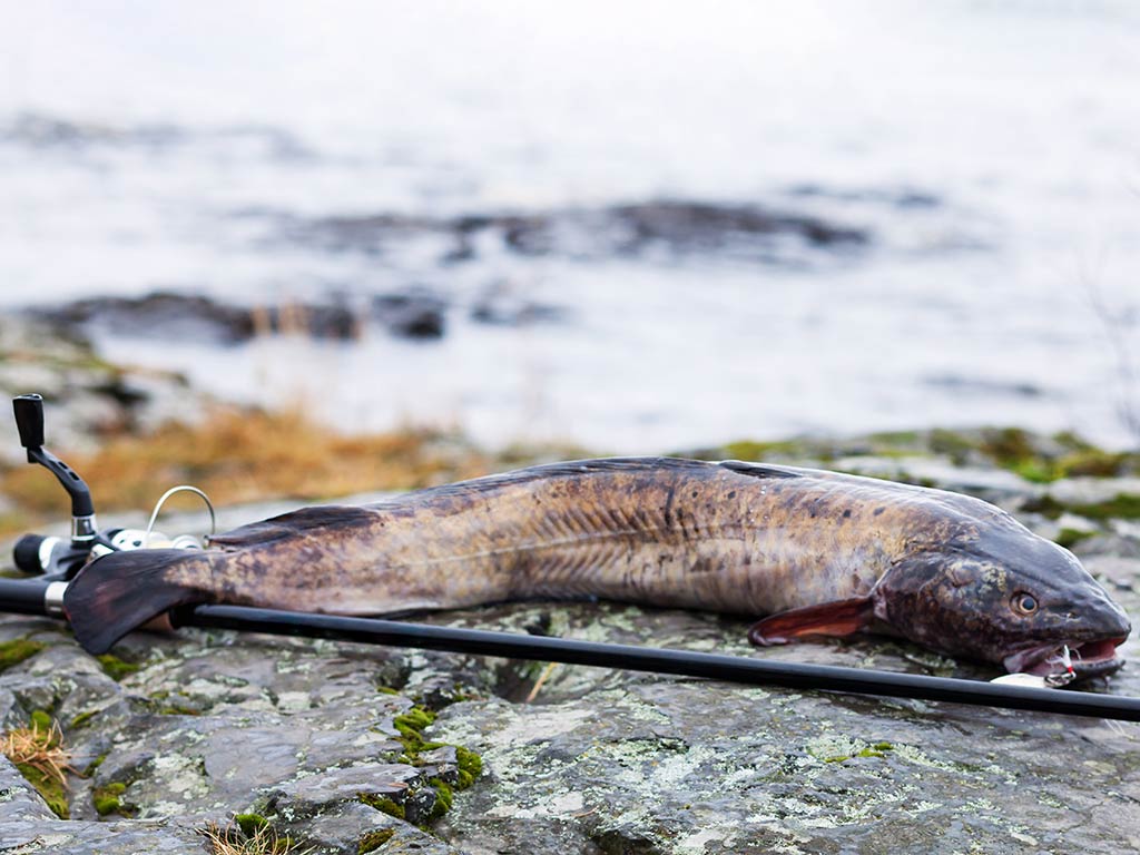 A Burbot lays beside a fishing rod on some rocks with a river or lake out of view behind it