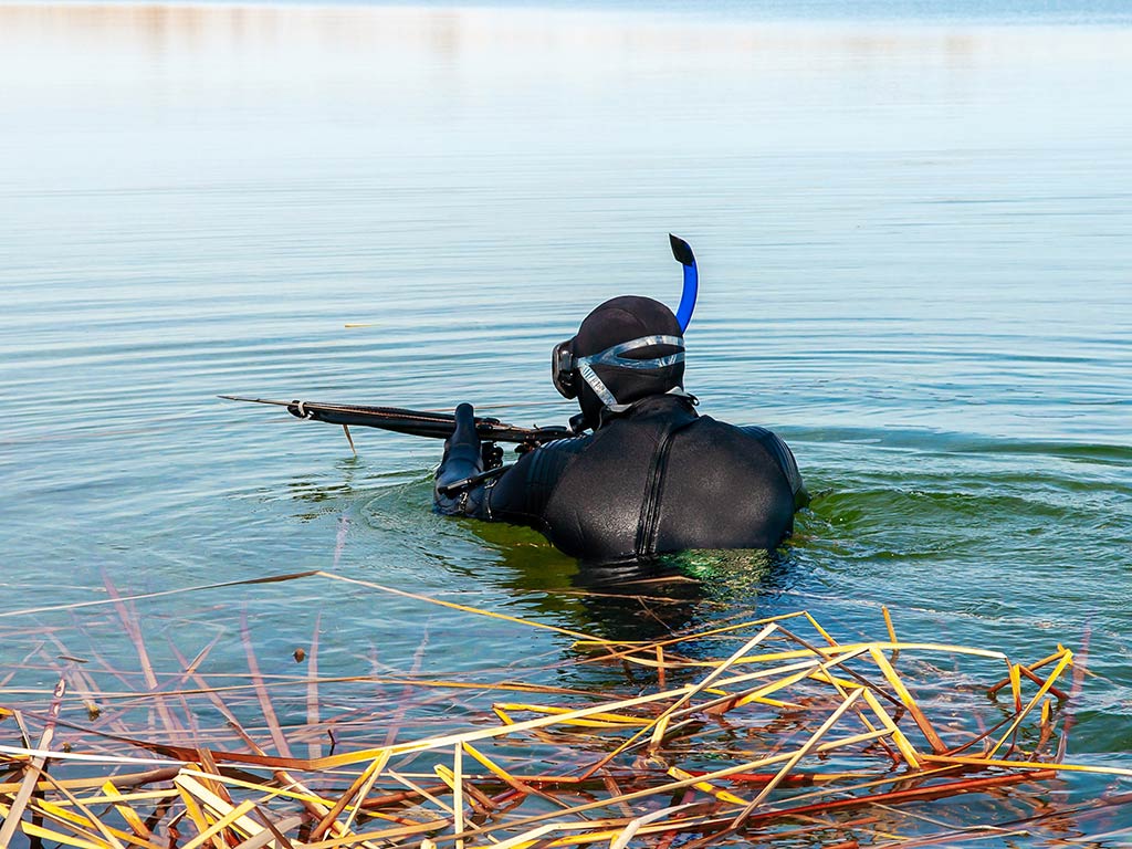 A view from behind of a man up to his chest and in full snorkelling gear, including a wetsuit, ready to go spearfishing in freshwater