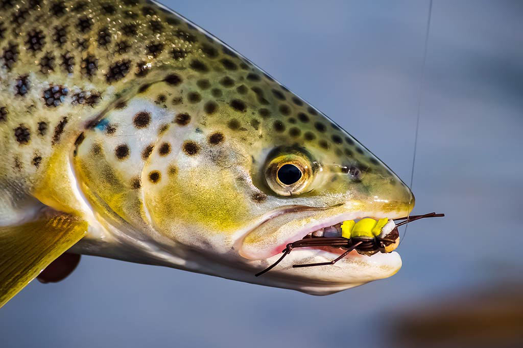 A closeup of a Trout with a grasshopper imitation in its mouth having been caught on the fly