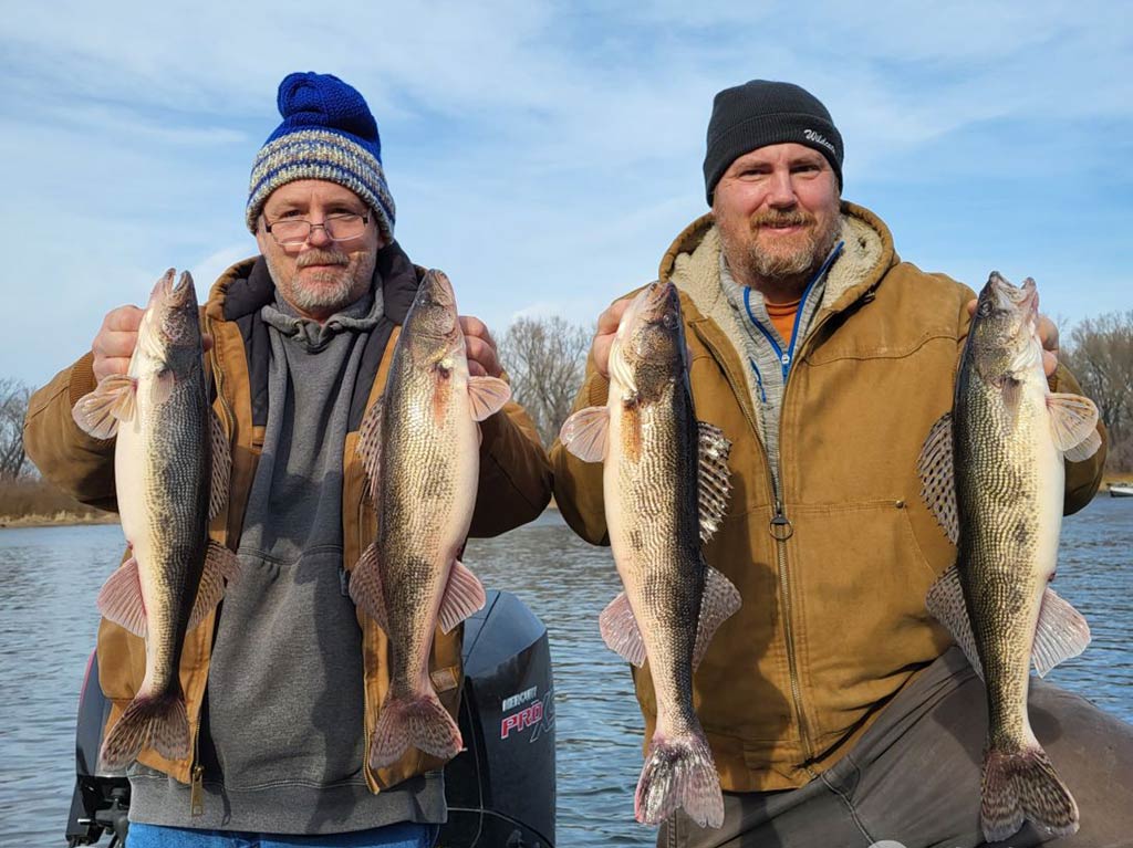 Two men in winter weather clothing holding four Walleyes or Sauger between them on a clear day while fishing on a river