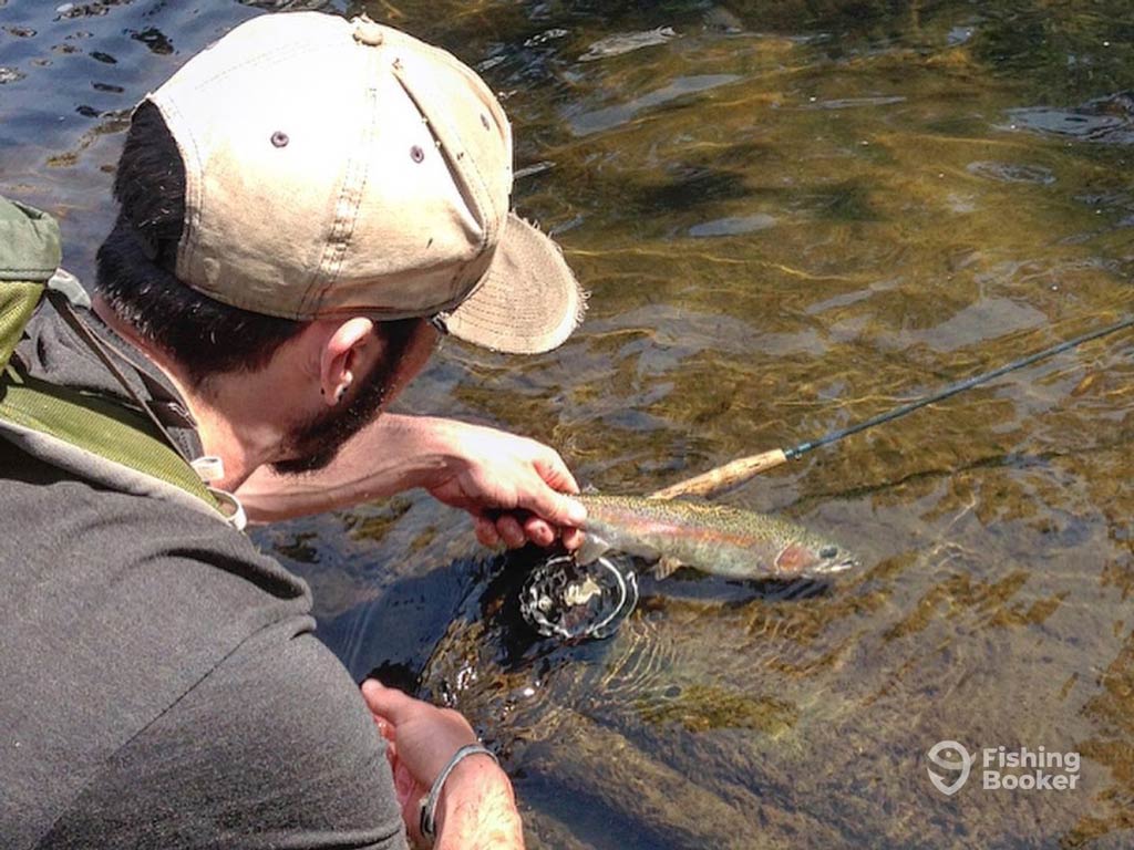 A photo featuring a fly fishing angler while squatting near the river and carefully releasing small Rainbow Trout back to the water