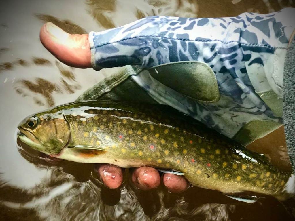 A photo featuring Brook Trout, the state fish of New Jersey, held in one hand while being released back to the water