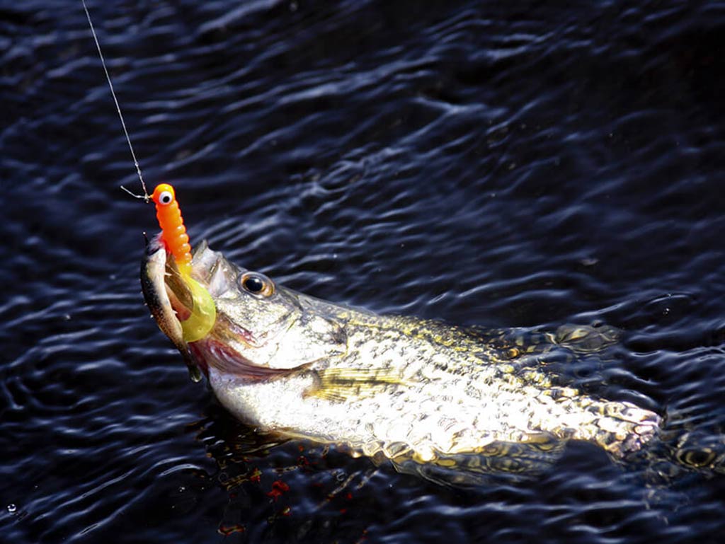 A White Crappie in the water eating a jig, one of the best Crappie baits available