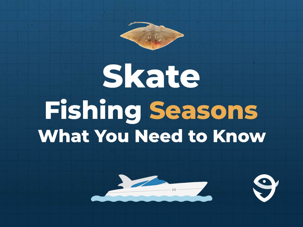An infographic featuring a vector of a Skate fish above text saying "Skate Fishing Seasons, What You Need to Know" above a vector of a boat and the FishingBooker logo against a blue background