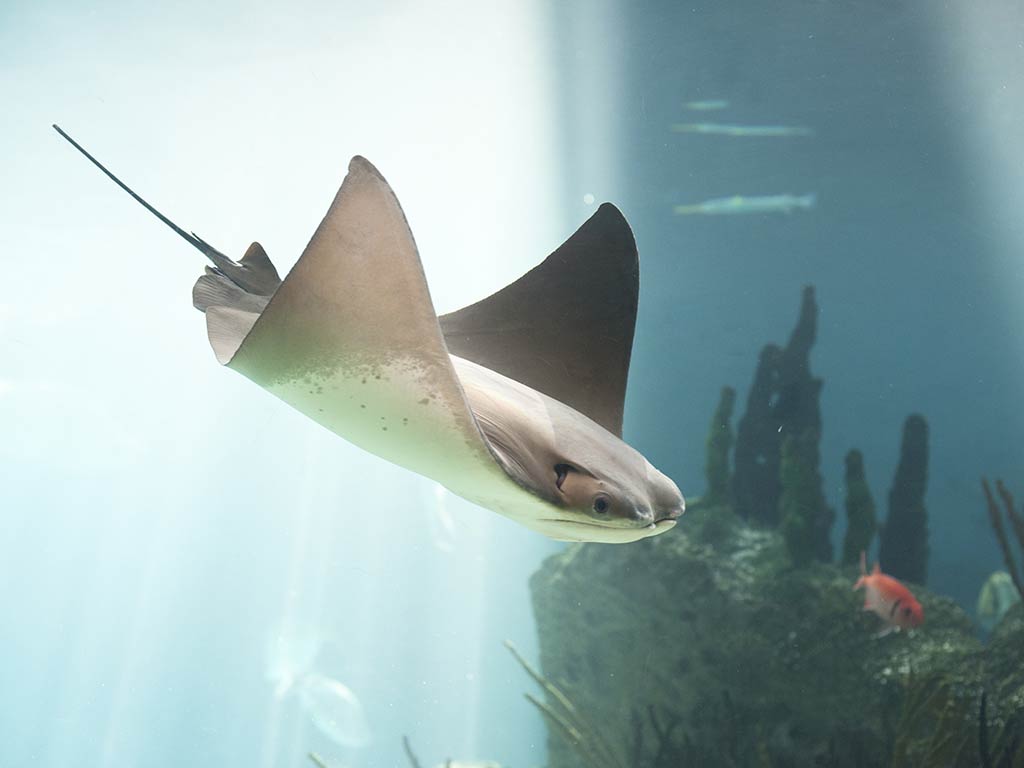 An underwater view of a Skate fishing in clear water