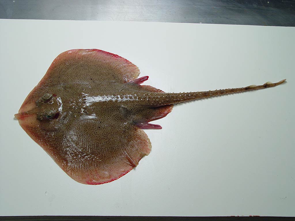 A view from above of a Little Skate on a white table