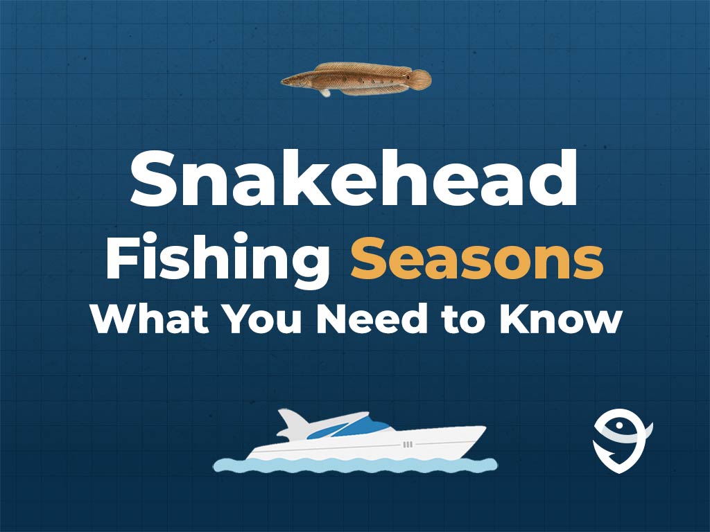 An infographic featuring a vector of a Snakehead fish above text saying "Snakehead Fishing Seasons, What You Need to Know" above a vector of a boat and the FishingBooker logo against a blue background