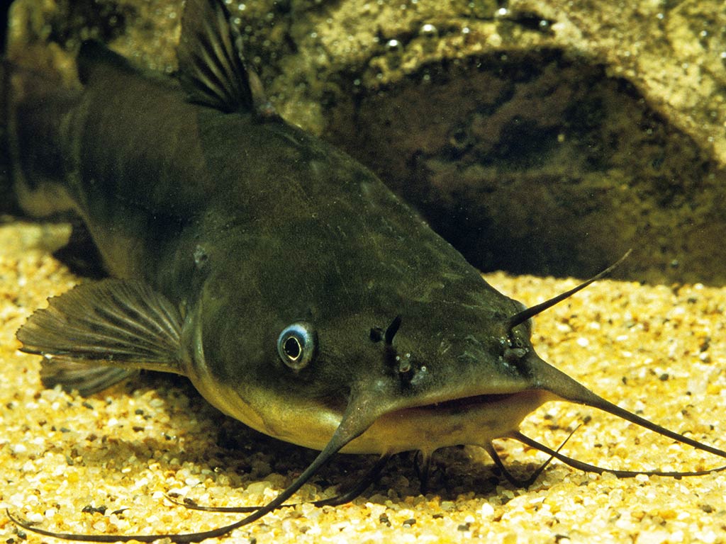 An underwater view of a Brown Bullhead Cafish swimming near a rocky river bed and looking towards the camera