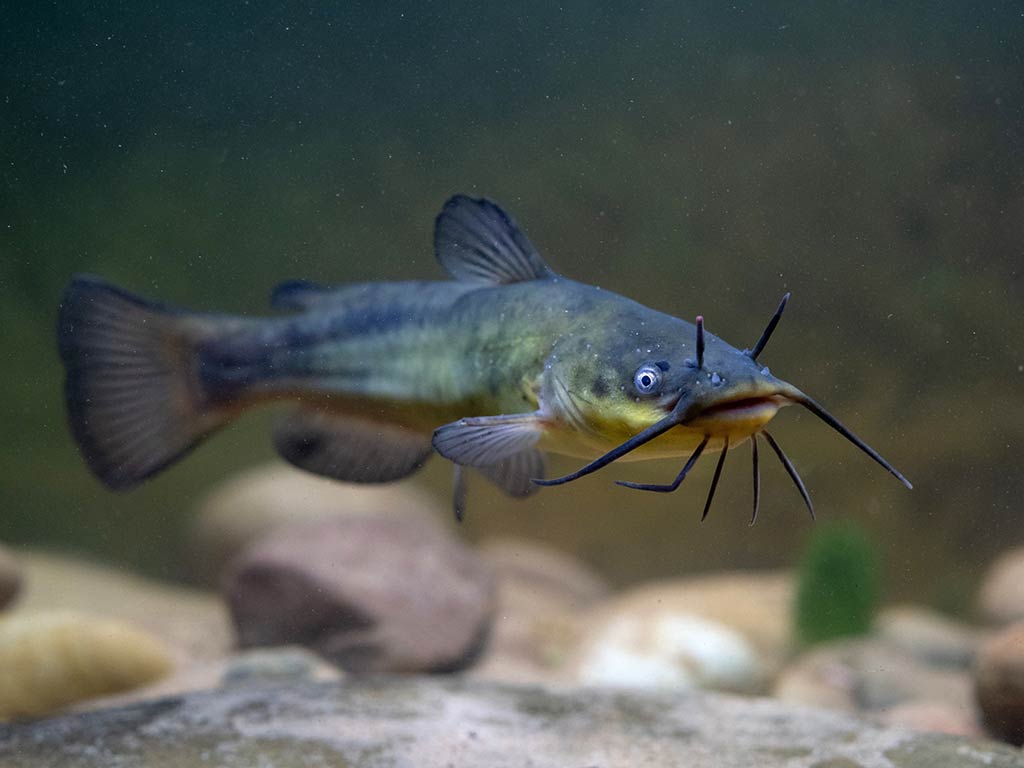 An underwater view of a Black Bullhead Catfish swimming underwater