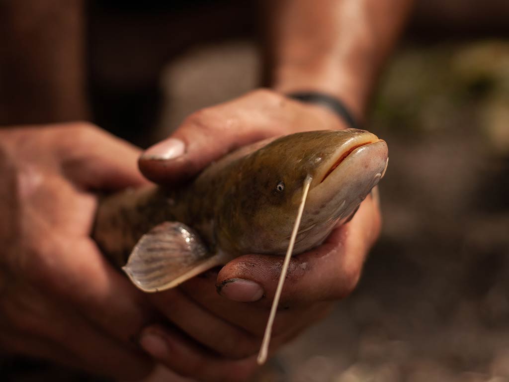 A closeup of a small Bullhead Catfish being held in two hands in dark light