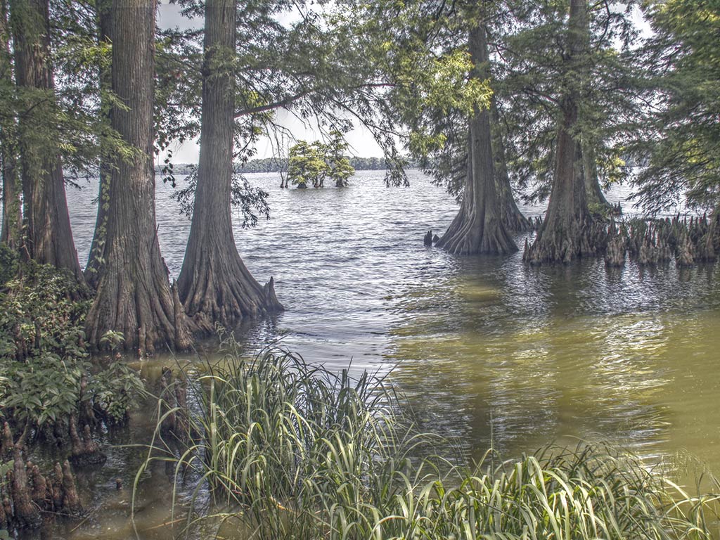 A view across Reelfoot Lake in Tennessee with partially submerged trees dominating the centre of the image with the lake's more open waters visible in the distance