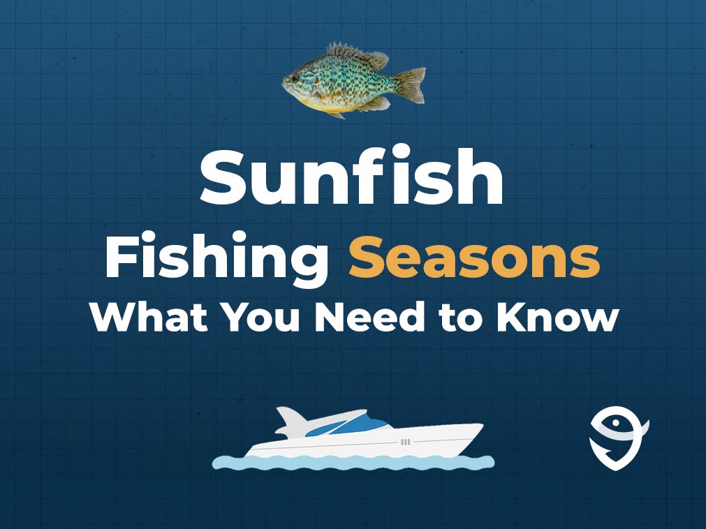 How To Go Fishing For Sunfish The Complete Guide For 2025 Sunfish Seasons Infpgraphic