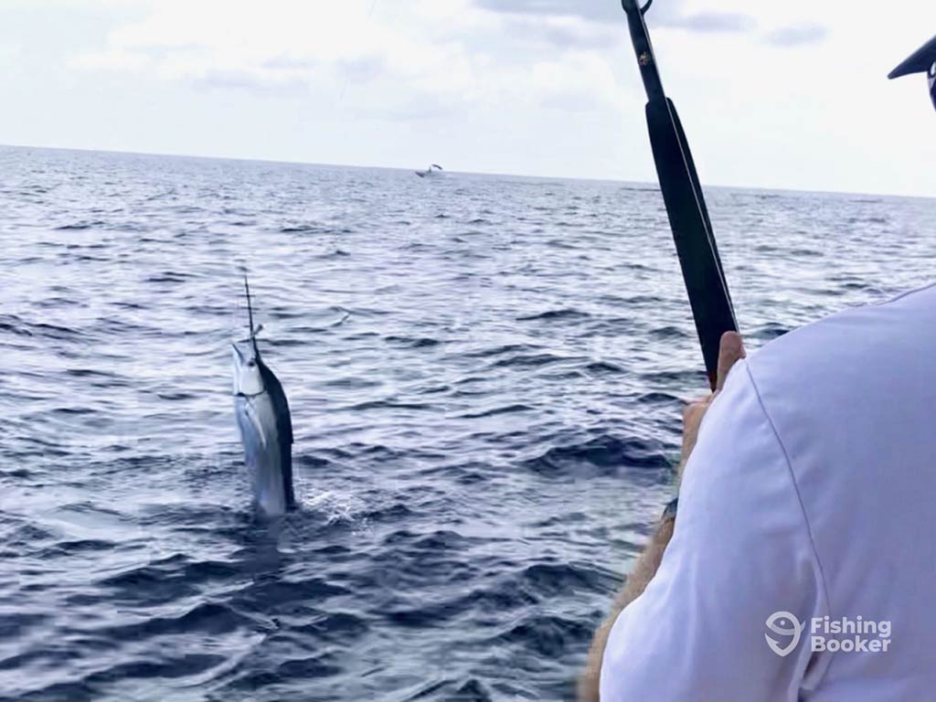 A view from behind of a man deep sea fishing from a boat with a Sailfish visible on the end of his line on a cloudy day