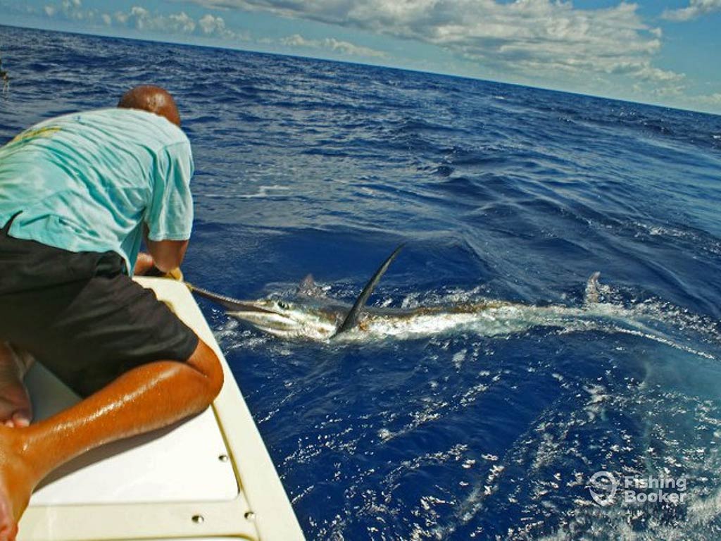 A view from behind of a man struggling as he lays on the side of a fishing boat trying to pull in a Marlin which is visible just underneath the water's surface on a clear day