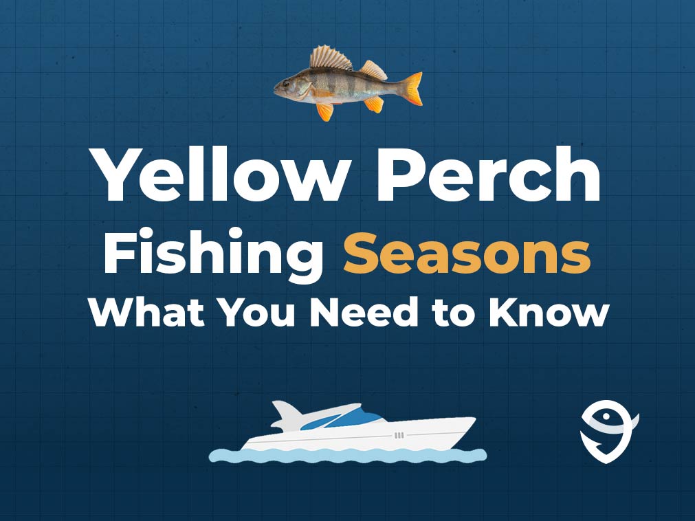 An infographic featuring a vector of a Yellow Perch fish above text saying "Yellow Perch Fishing Seasons, What You Need to Know" above a vector of a boat and the FishingBooker logo against a blue background
