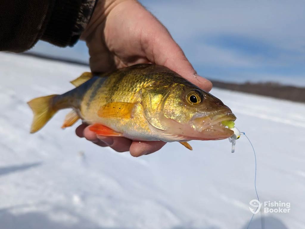 A closeup of a Yellow Perch being held from above by a hand with a fishing line and lure visible in its mouth against a background of ice