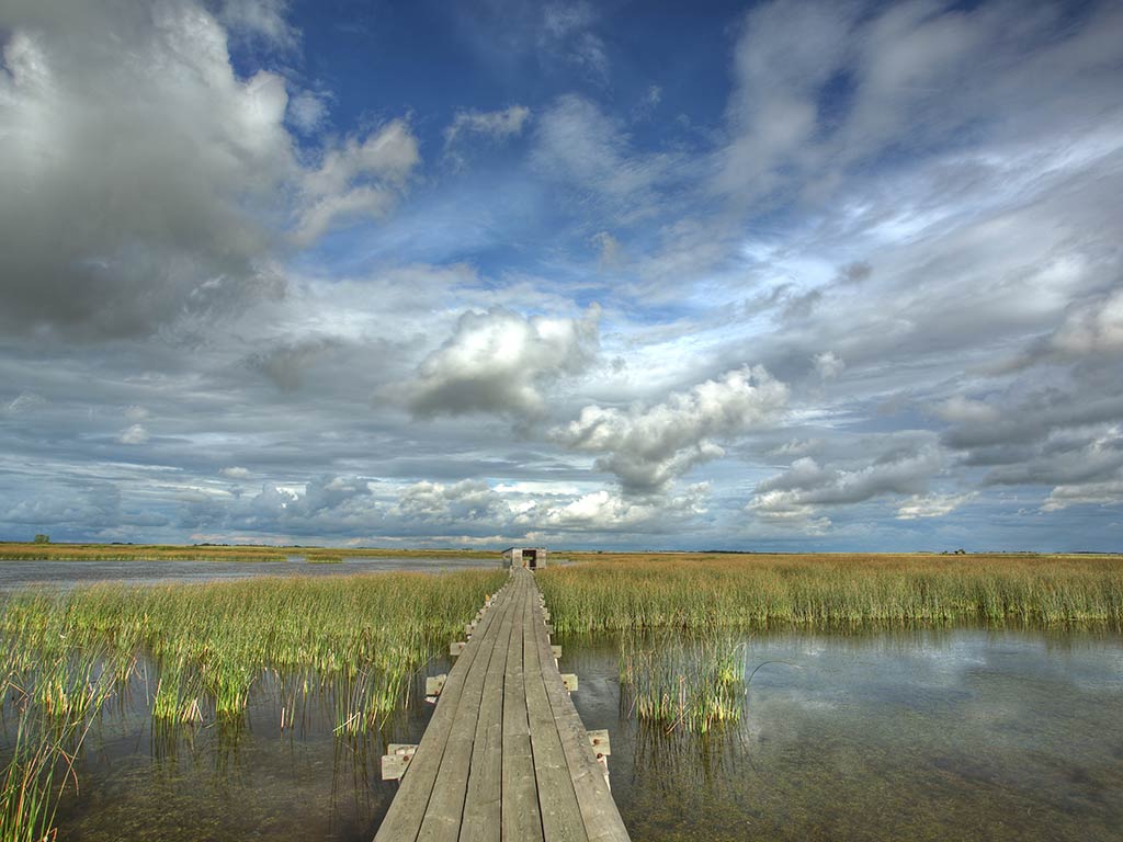 A view out towards Last Mountain Lake in Saskatchewan along a narrow, small wooden pier, with vegetation visible on the water all around