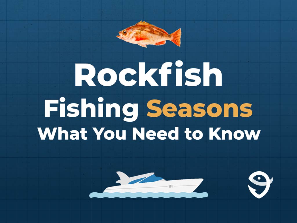An infographic featuring a vector of a Rockfish above text saying "Rockfish Fishing Seasons, What You Need to Know" above a vector of a boat and the FishingBooker logo against a blue background