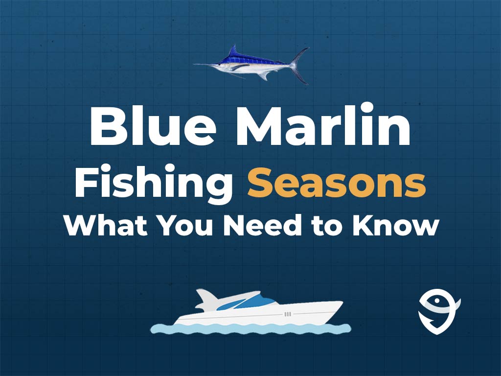 An infographic featuring a vector of a Blue Marlin fish above text saying "Blue Marlin Fishing Seasons, What You Need to Know" above a vector of a boat and the FishingBooker logo against a blue background