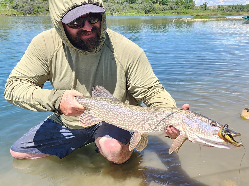 A man kneeling down in shallow river water, looking at the pike he's holding in his hands that has a lure in its mouth