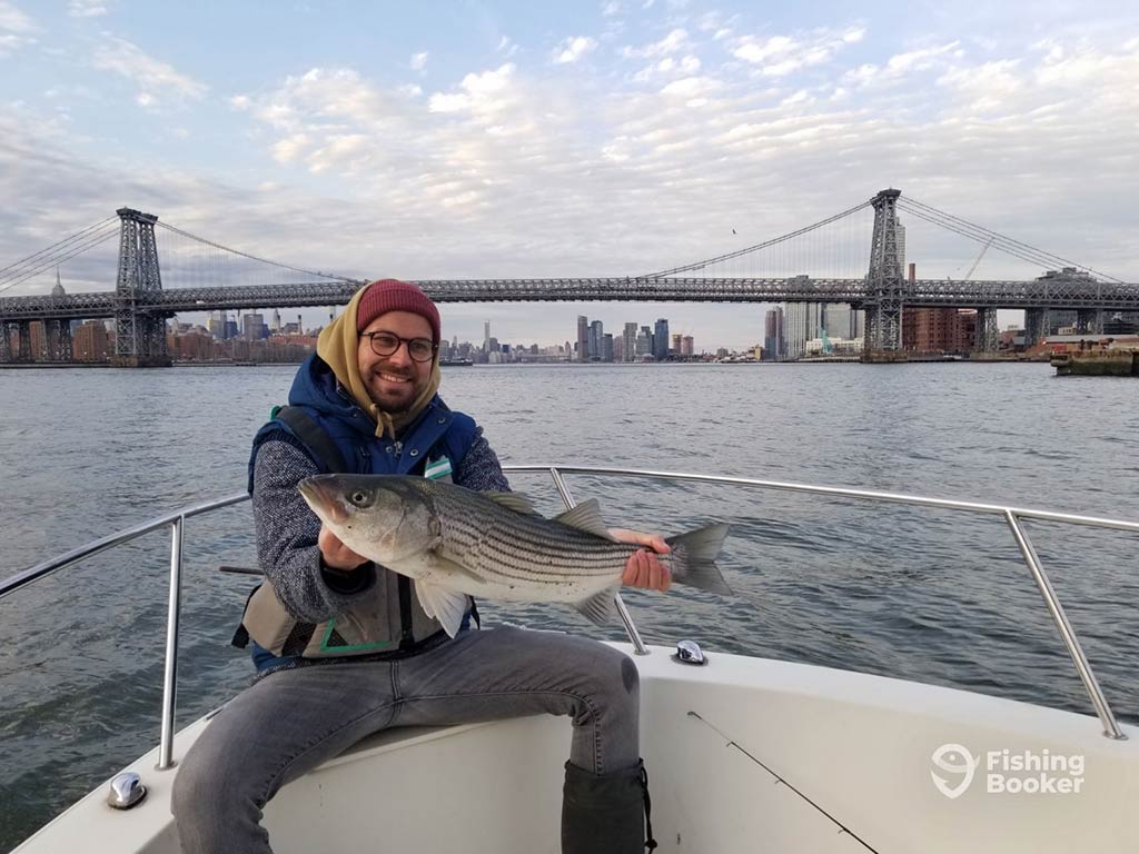 A man in a had and hood sitting on the bow of a fishing charter and holding a Striped Bass in front of a bridge in New York on a cloudy day