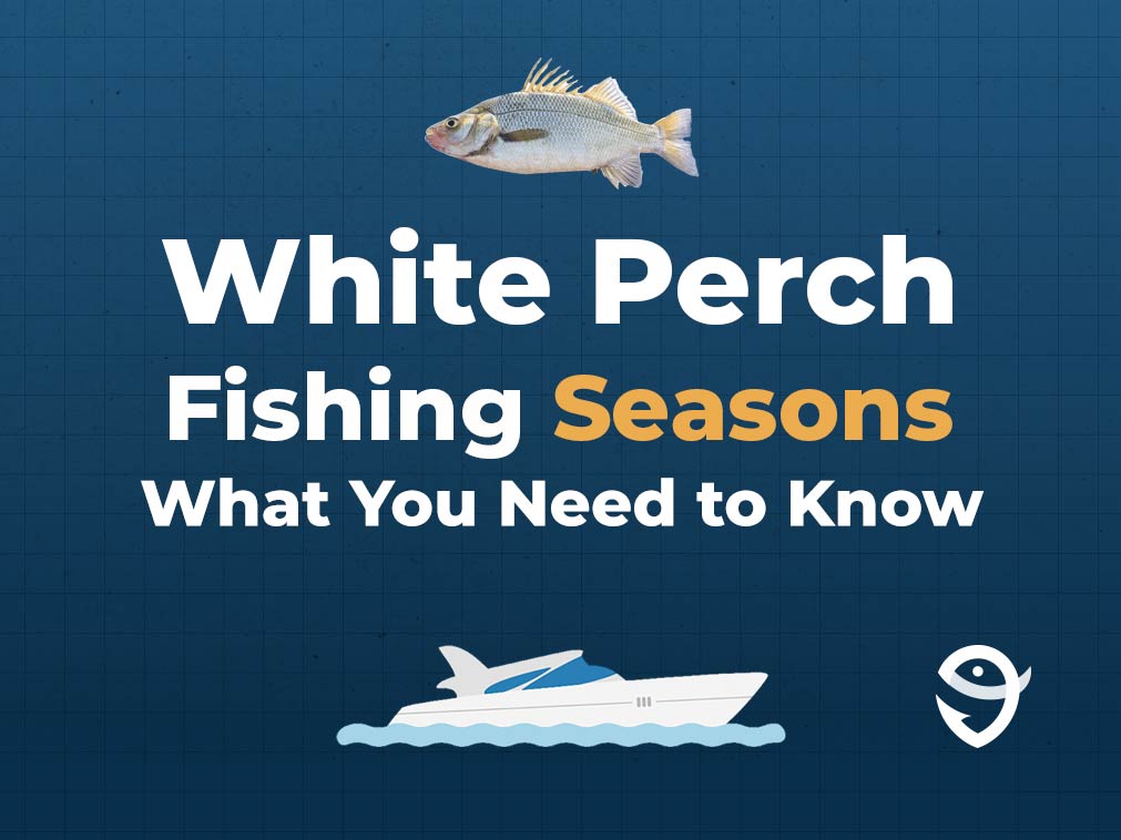 An infographic featuring a vector of a White Perch fish above text saying "White Perch Fishing Seasons, What You Need to Know" above a vector of a boat and the FishingBooker logo against a blue background