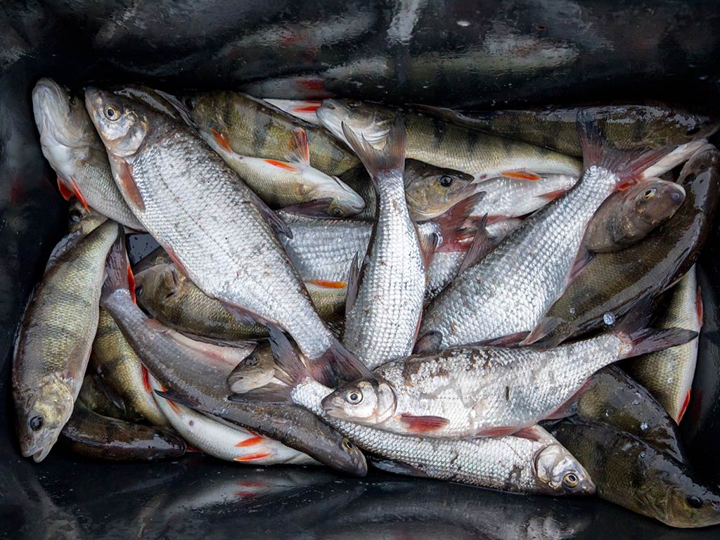 A closeup of a box full of different Perch fish, including White and Yellow varieties
