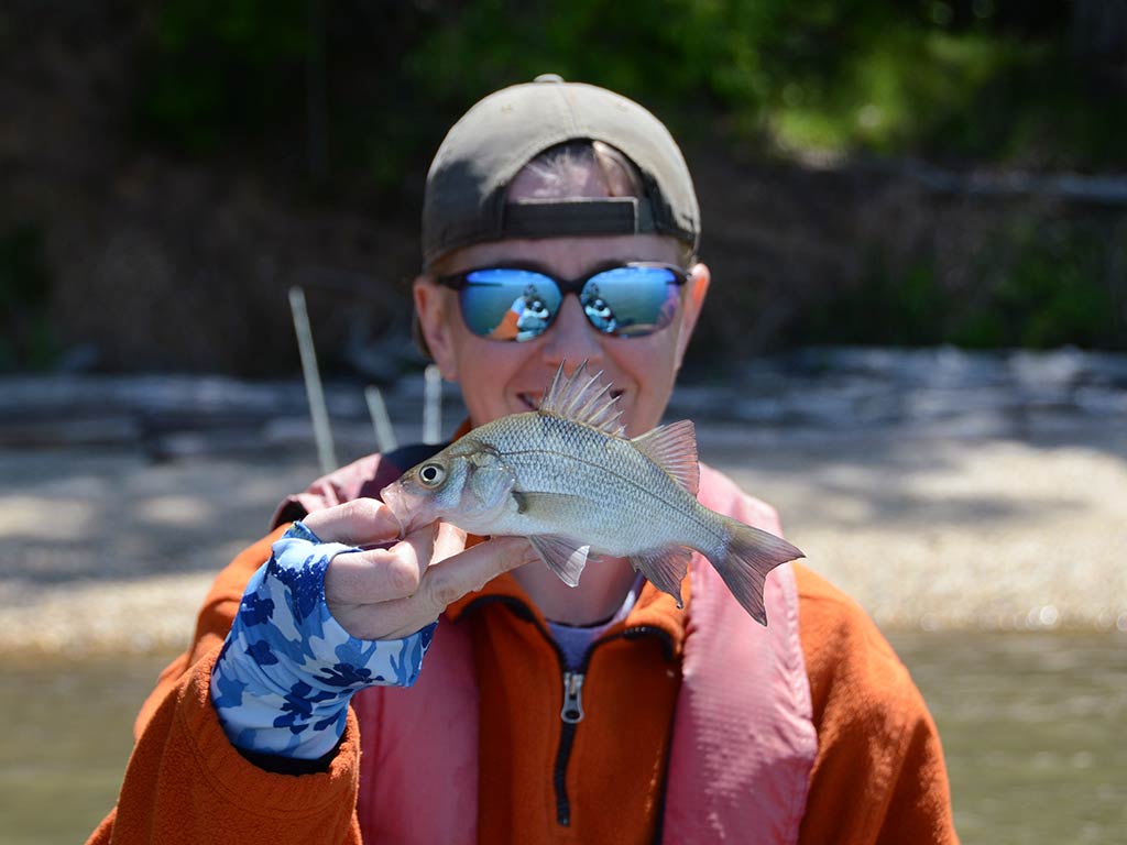 A female angler in a back-to-front baseball cap and sunglasses holding a small White Perch up in front of her face with the shoreline blurred behind him