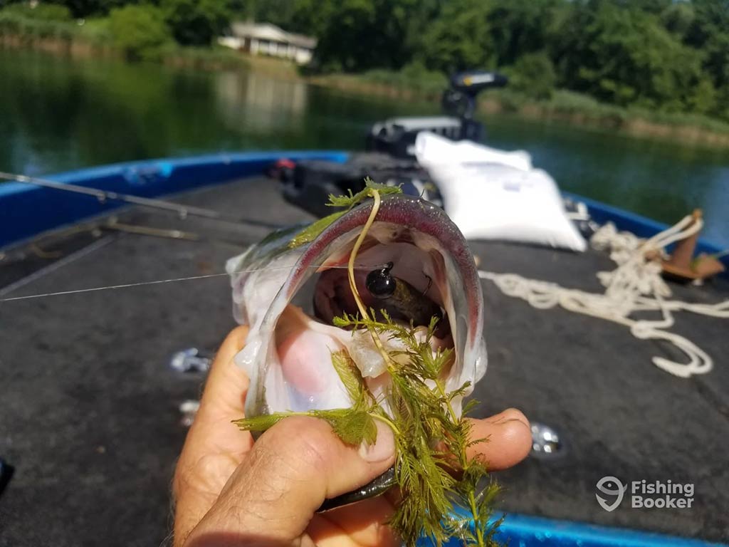 A closeup of the mouth of a Bass being held open with weeds and a lure visible inside