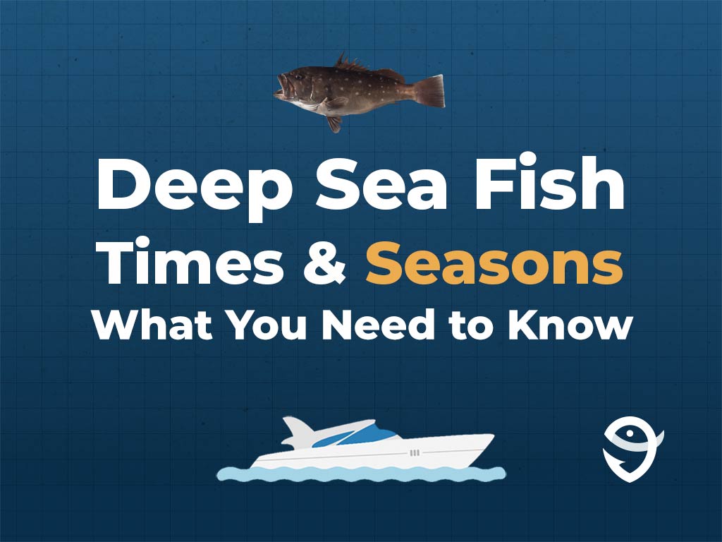 An infographic featuring a vector of a Snowy Grouper fish above text saying "Deep Sea Fish Times & Seasons, What You Need to Know" above a vector of a boat and the FishingBooker logo against a blue background