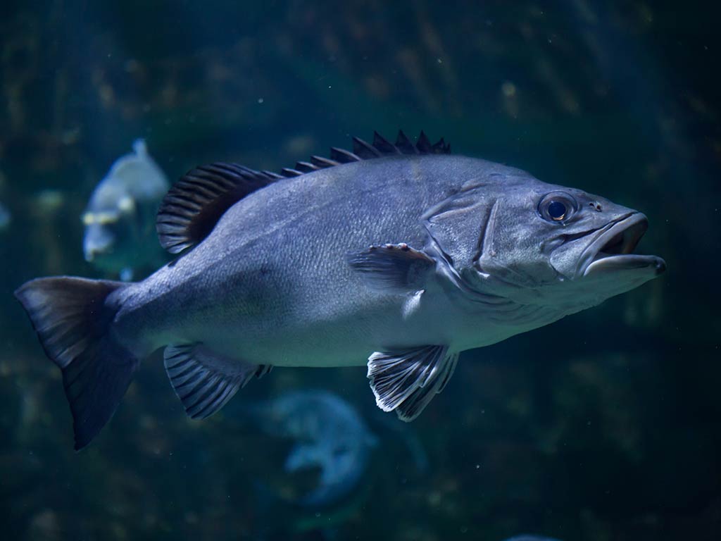 An underwater view of an Atlantic Wreckfish swimming in dark waters