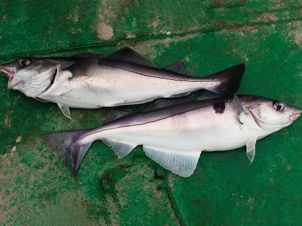 Two fresh Haddock fish on green surface as seen from above