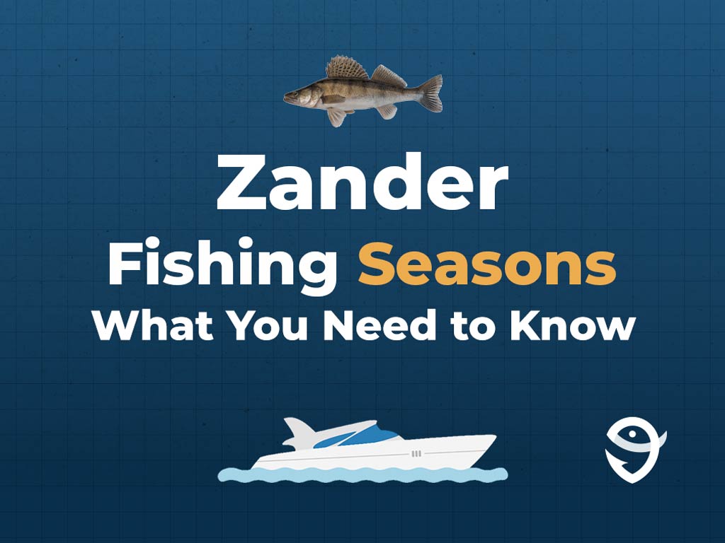 An infographic featuring a vector of a Zander fish above text saying "Zander Fishing Seasons, What You Need to Know" above a vector of a boat and the FishingBooker logo against a blue background