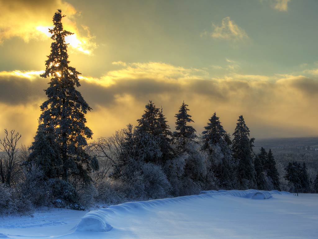 A row of snow-covered trees stands under a partly cloudy sky, with the sun glowing behind them in Canada. 