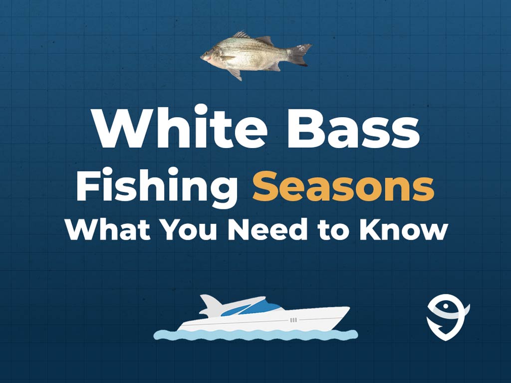 An infographic featuring a vector of a White Bass fish above text saying "White Bass Fishing Seasons, What You Need to Know" above a vector of a boat and the FishingBooker logo against a blue background