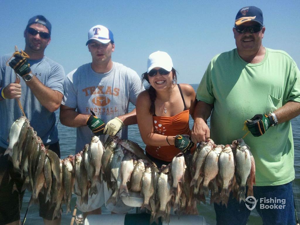 Three men and a woman standing holding a rope with a load of temperate Bass species tied to it on a clear day