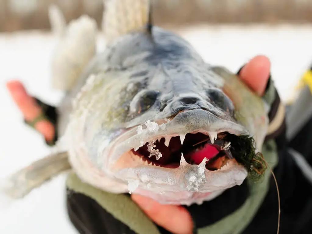 A closeup of a Walleye's face with a jig paired with a soft plastic in its mouth being held in by a hand in fingerless gloves on the ice