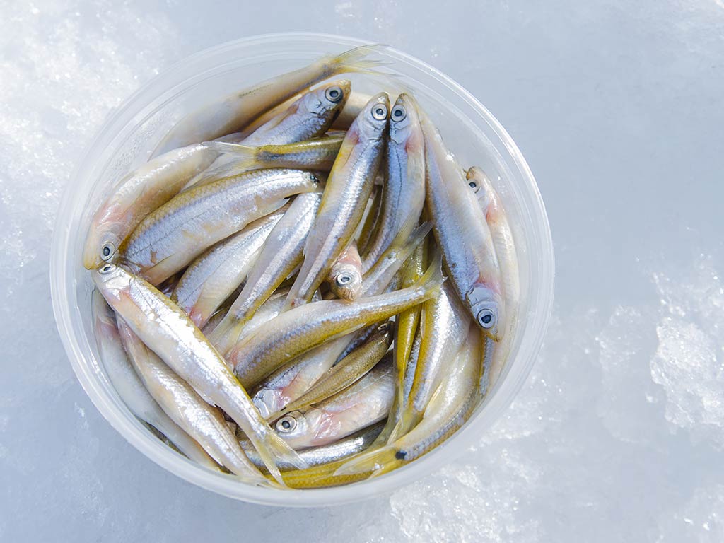 A view from above of a bucket full of minnows on the ice, ready to be used as ice when bait fishing