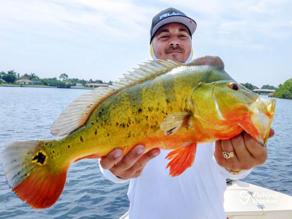 A man holding a large, colorful fish on a boat on Lake Ida, with water and trees in the background.