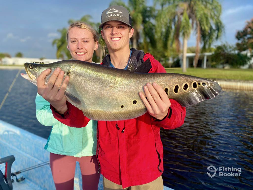 A man and a woman are holding a large Clown Knife Fish, standing on a boat. The background features a waterway lined with palm trees, adding to the tropical setting.