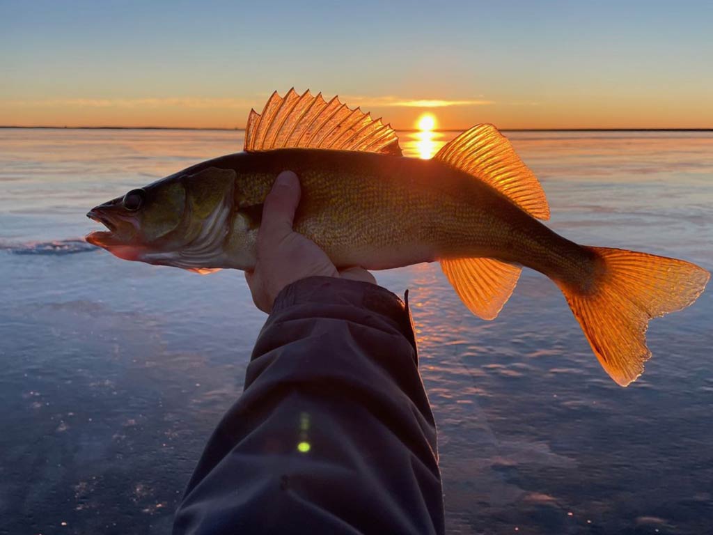 A person holds a Walleye silhouetted against a sunset over a frozen lake, with the sun beautifully visible through the fish's fins.