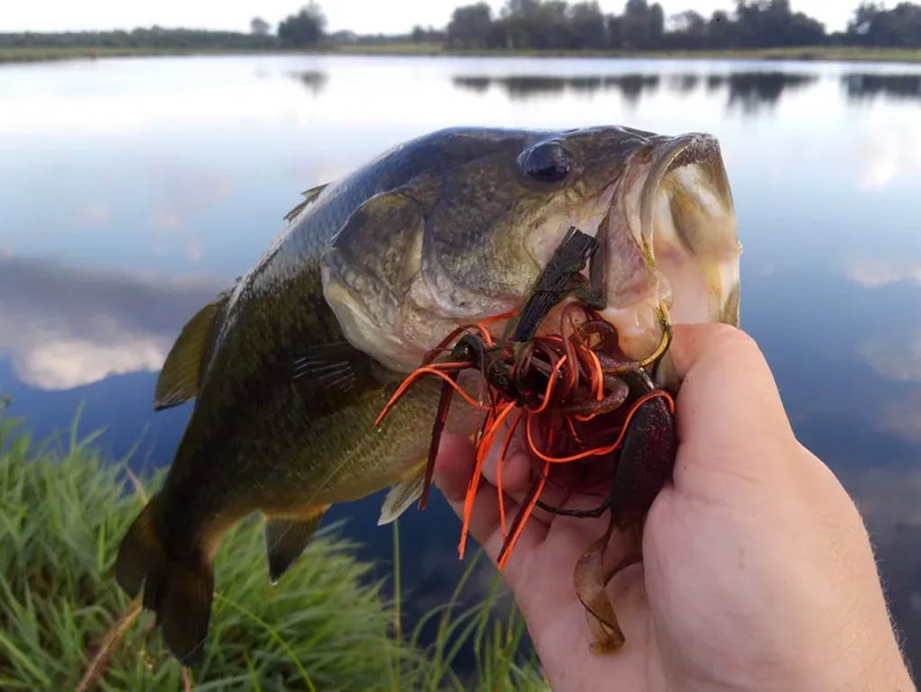 A closeup of a Largemouth Bass being held by one hand, with a jig with a soft plastic trailer as a lure in its mouth against the background of a calm lake