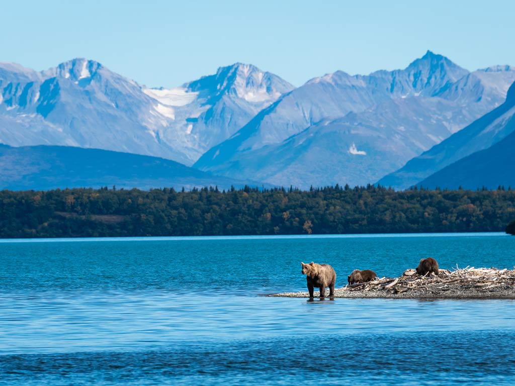 Bears near the shore on Lake Naknek with snow-capped mountains in the background under a clear blue sky.