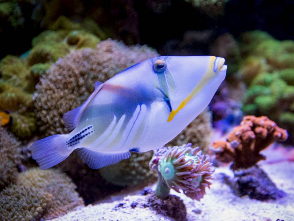 A brightly colored and funny named fish Humuhumunukunukuapua’a or Reef Triggerfish swims near coral in an aquarium setting, displaying blue, yellow, and white markings.
