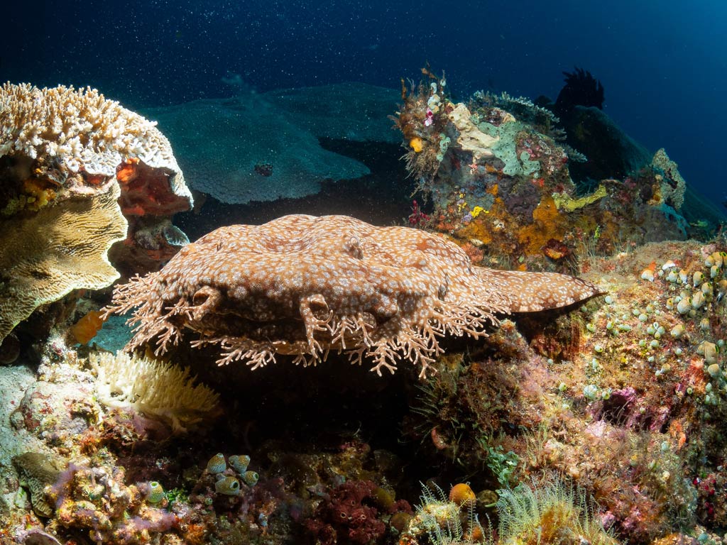 A view of a Tasselled Wobbegong Shark, a fish with a funny name, camouflaged on a colorful coral reef, blending with the surrounding marine life under dark blue waters.