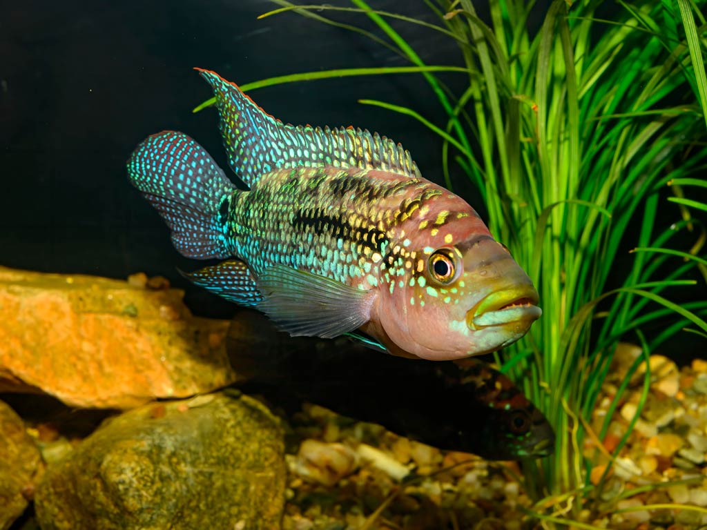 A view of a colorful Jack Dempsey Fish, swimming near rocks and aquatic plants in a fish tank.