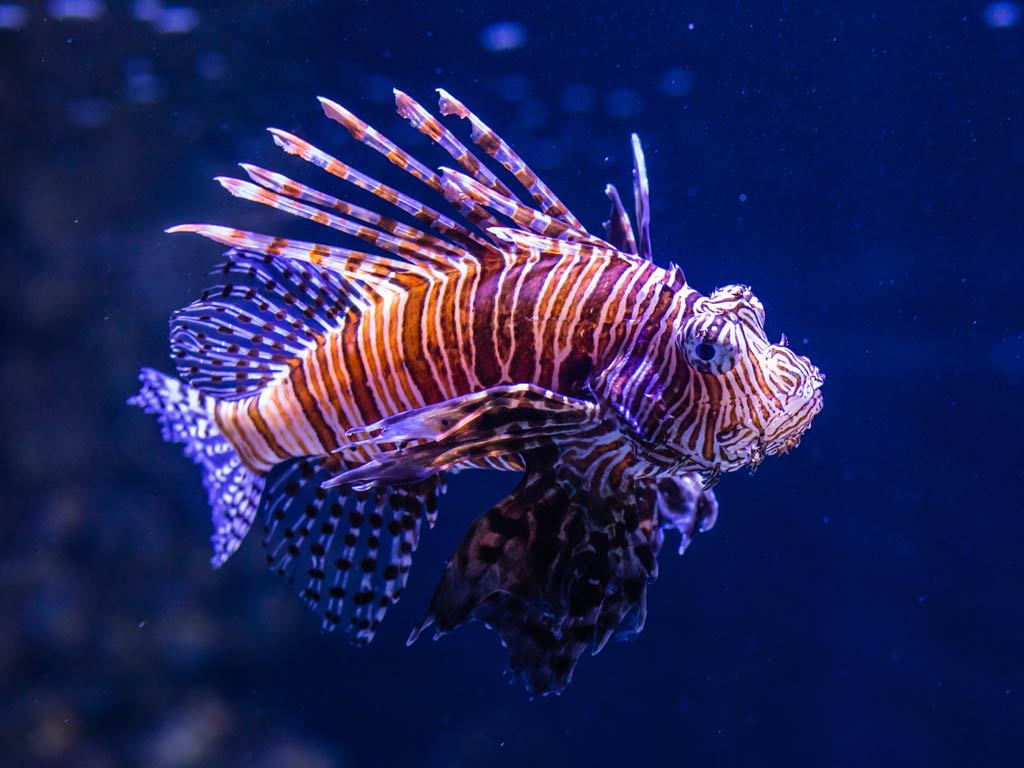 An underwater view of a Lionfish, a fish with a funny name and striking orange and white stripes and long, spiny fins, is swimming against a dark blue background.