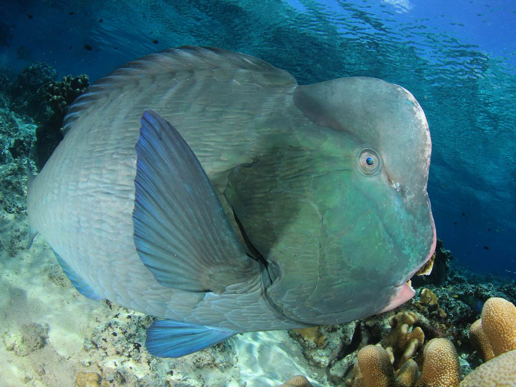 An underwater view of a large Bumphead Parrotfish or Green Humphead Parrotfish, a fish with a funny name, with its prominent forehead and beak-like mouth visible as it's swimming in clear blue water above coral.