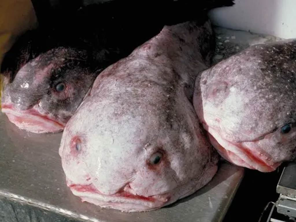 Three large Blobfish, the fish with funny name and pale, floppy skin, and prominent eyes are lying on a metallic surface outside of the water.