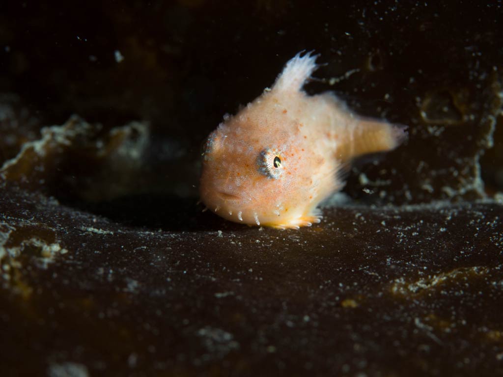 A small, round fish called Spiny Lumpsucker with a pinkish hue's resting on a dark underwater surface.